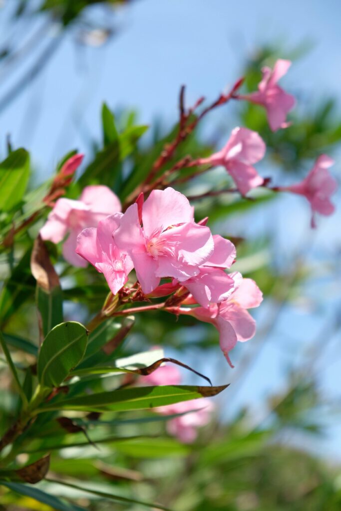 3 Oleander Flower 683x1024